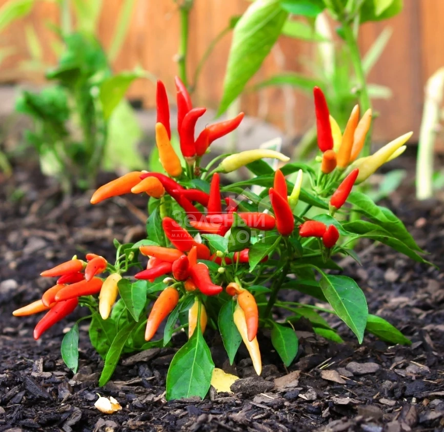 Поупила / Poupila фото 1