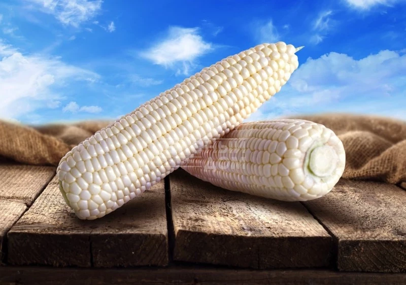 Моуссе F1 / Mousse F1, 71-75 дней фото 1