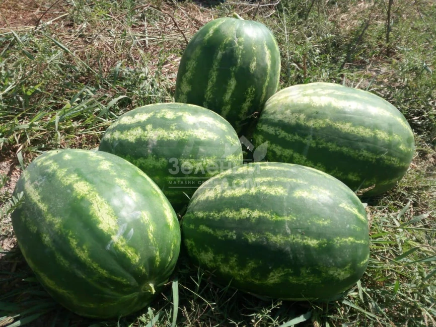 Тамерлан F1 / Tamerlan F1,65-68 дней фото 1