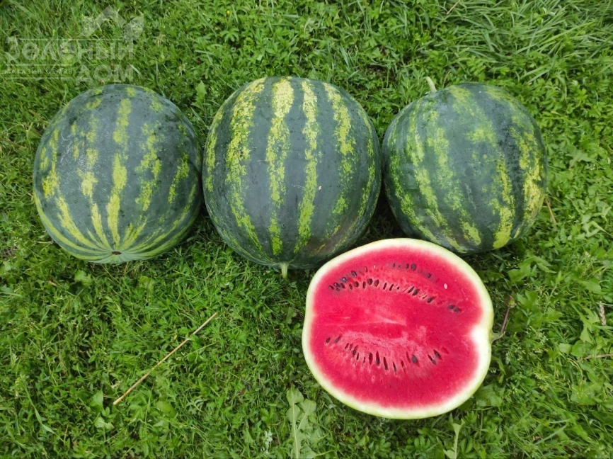 Зоря F1 / Zorya F1 фото 2