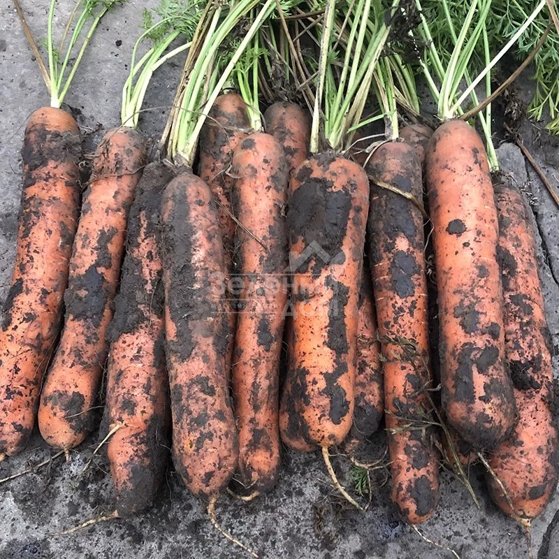 Ниндзя F1 / Ninja F1, 105 дней   фото 3