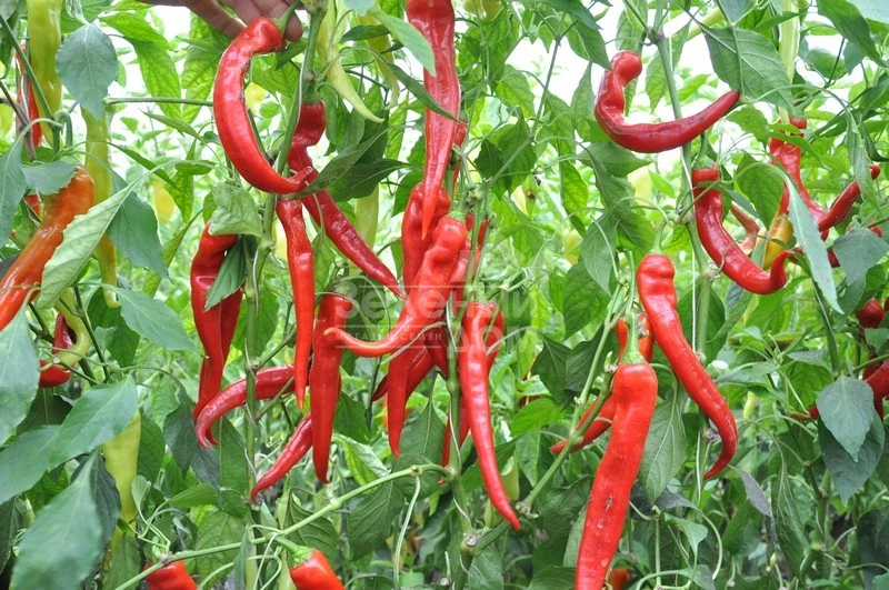 Янка F1 / Yanka F1,70-75 дней фото 1