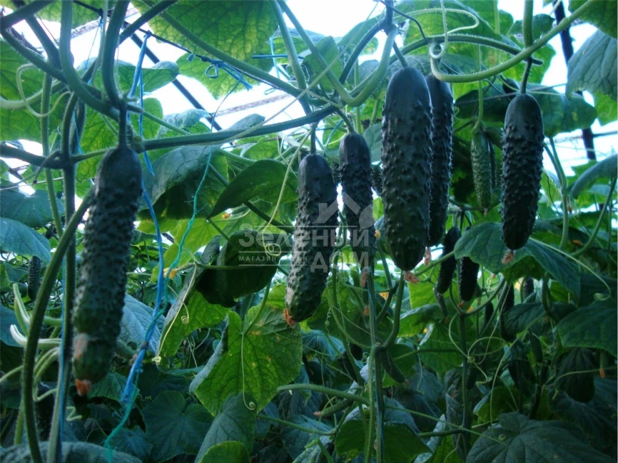 Дартвер F1 / Dartver F1 фото 1