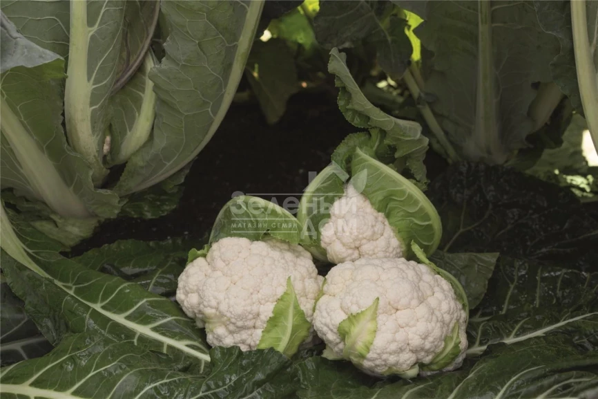 Алкала F1 / Alcala F1,76 дней фото 1