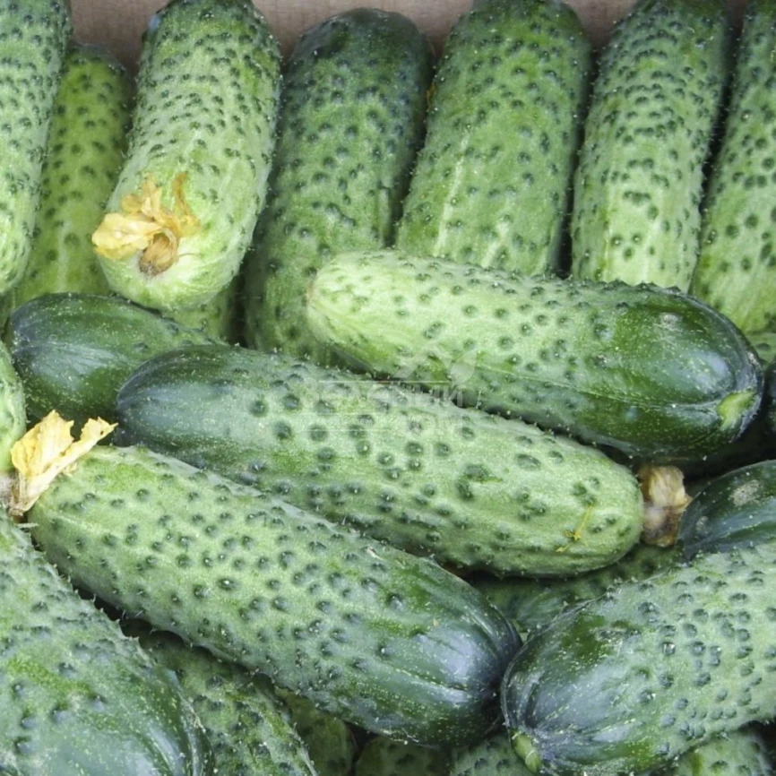 Аваланж F1 / Avalanche F1,37 дней фото 1