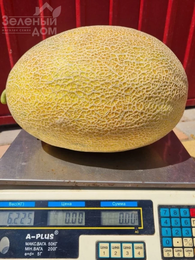 Мегарин F1 / Megarin F1 фото 3