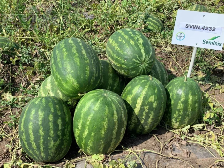 Грин Джар F1 / Green Jar F1, 60-65 дней фото 1