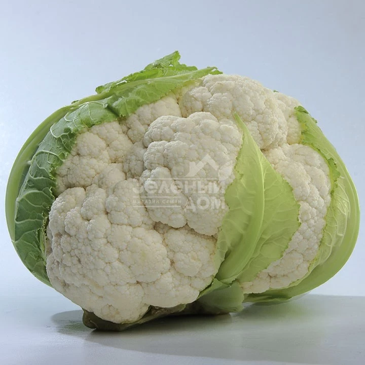 Мисора F1 / Misora F1,80-85 дней фото 1