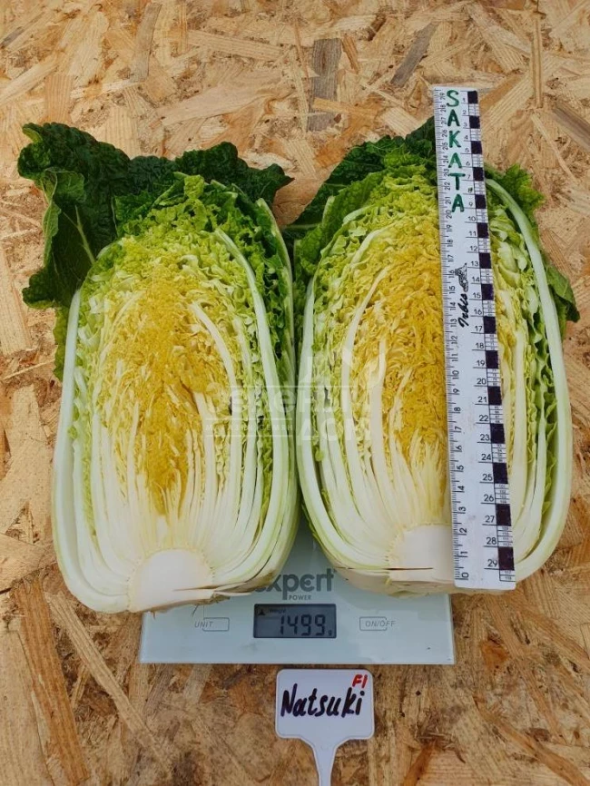 Натсуки F1 / Natsuki F1, 55-60 дней фото 2