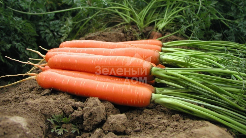 Ханиснек F1 / Hanisnex F1,115 дней фото 1