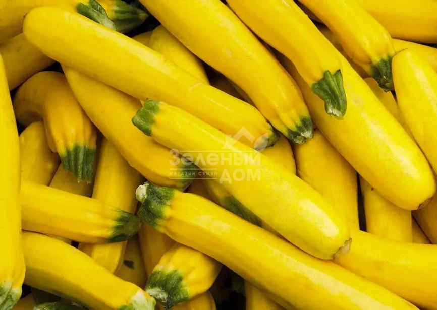 Еллоу Хаус F1 / Yellow House F1,45-50 дней фото 1