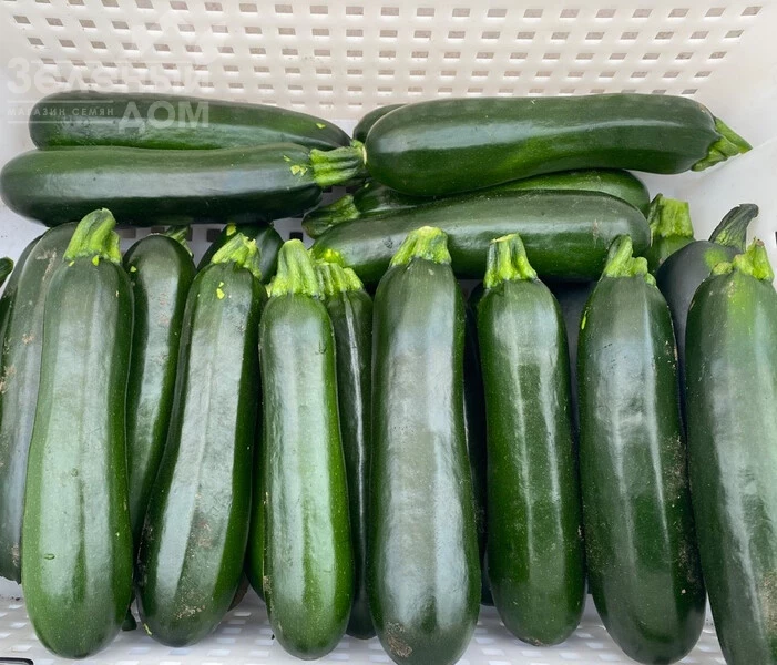 Кефрен F1 / Kefren F1, 30-40 дней фото 1