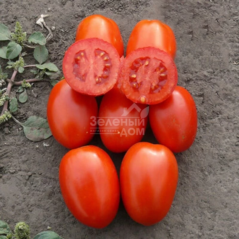 1785 F1 / 1785 F1, 112 дней фото 2