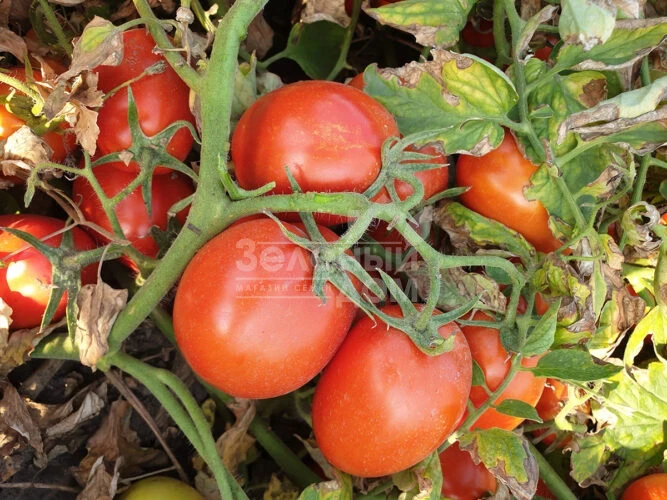 2053 F1 / 2053 F1, 115 дней фото 3