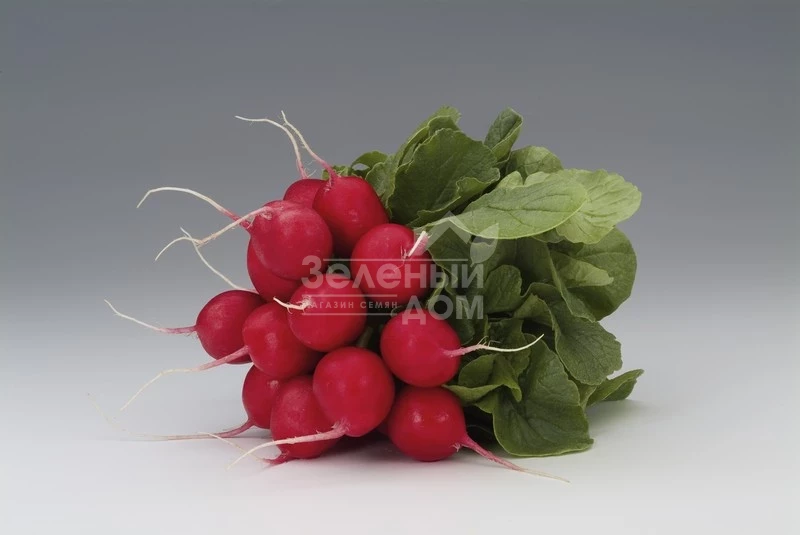 Мондиал F1 / Mondial F1,25-30 дней фото 1