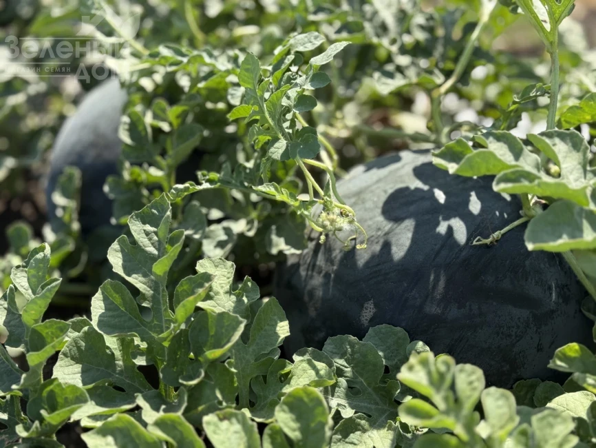 Стелс F1 / Stealth F1, 63–65 дней фото 3