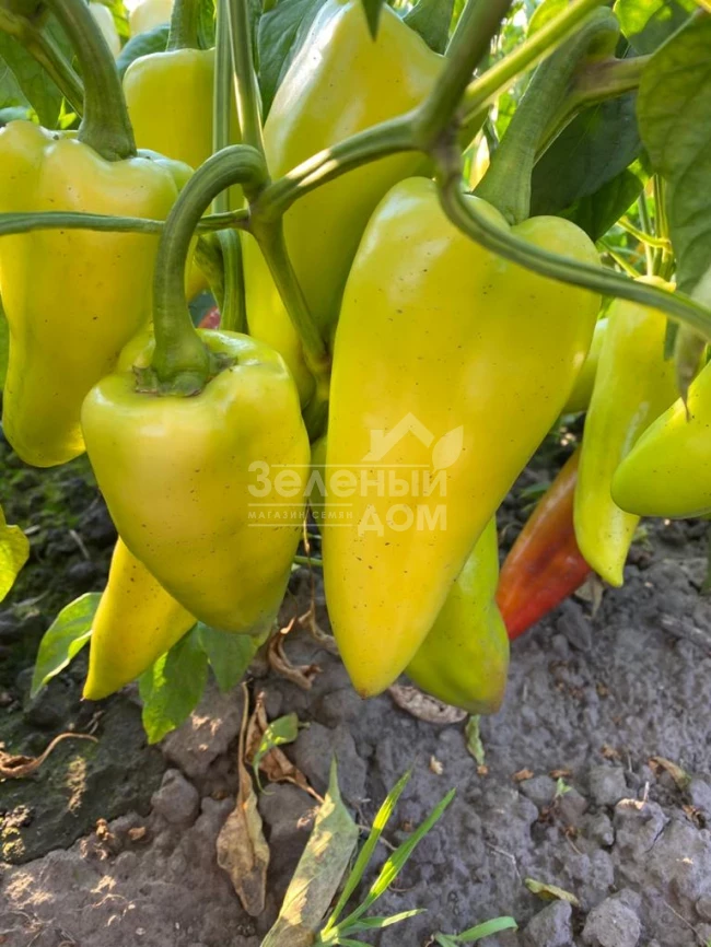 Дуэт F1 / Duet F1,62-67 дней фото 5