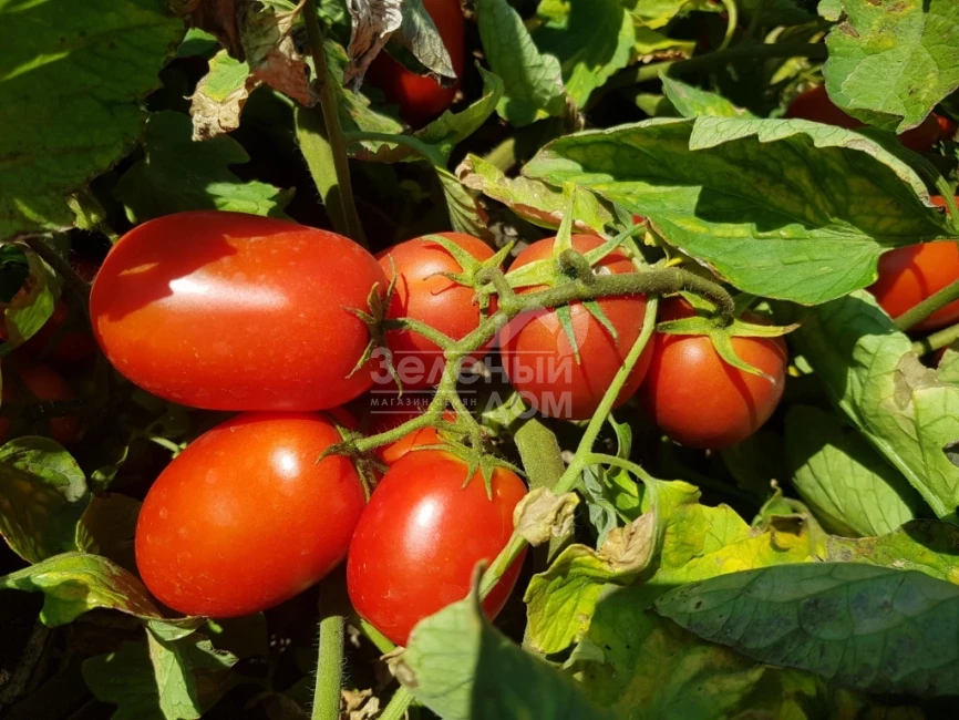 Рекордсмен F1 / Recordsman F1, 115-120 дней фото 3