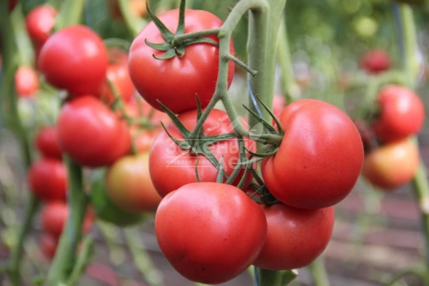 Пинки Спринтер F1 / Pinky Sprinter F1 фото 1