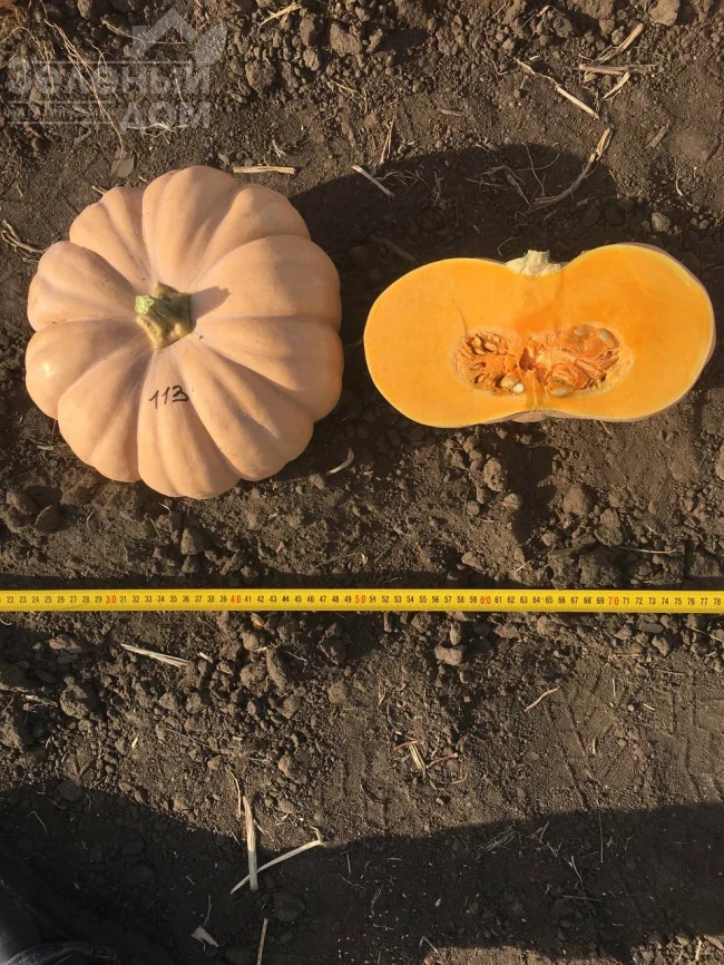 Спеллкаст F1 / Spellkast F1, 80-95 дней фото 2