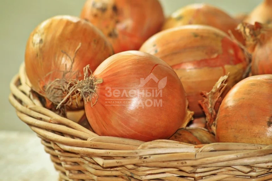 Вольф F1 / Wolf F1,260-280 дней фото 2