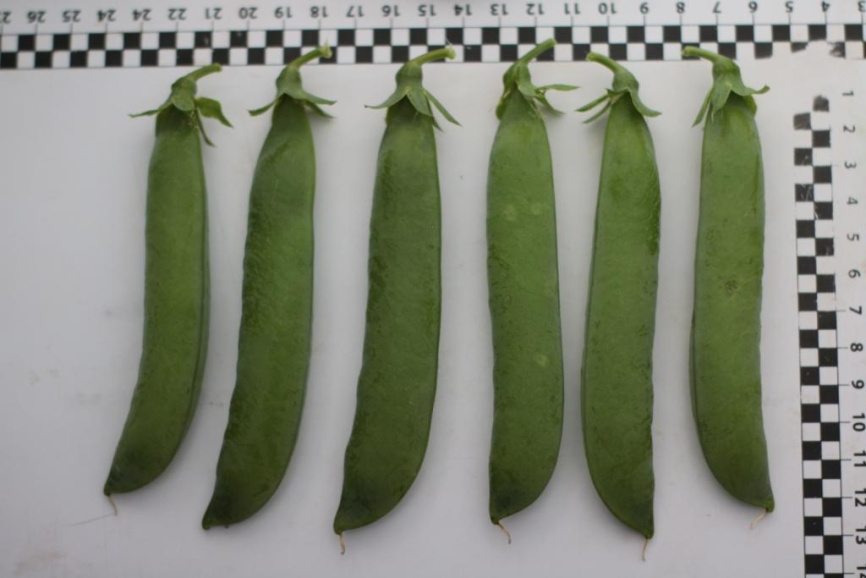 Роялсайз / Royalsayz фото 6