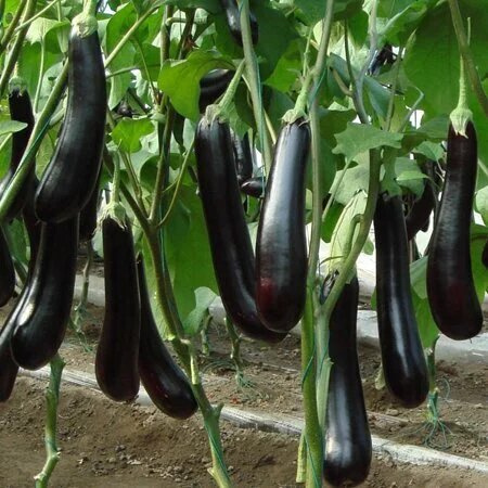 Спені  F1 / Speni F1 фото 1