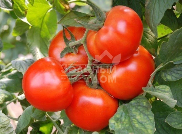 Президент ІІ F1 / President ІІ F1,68-70 дней фото 1