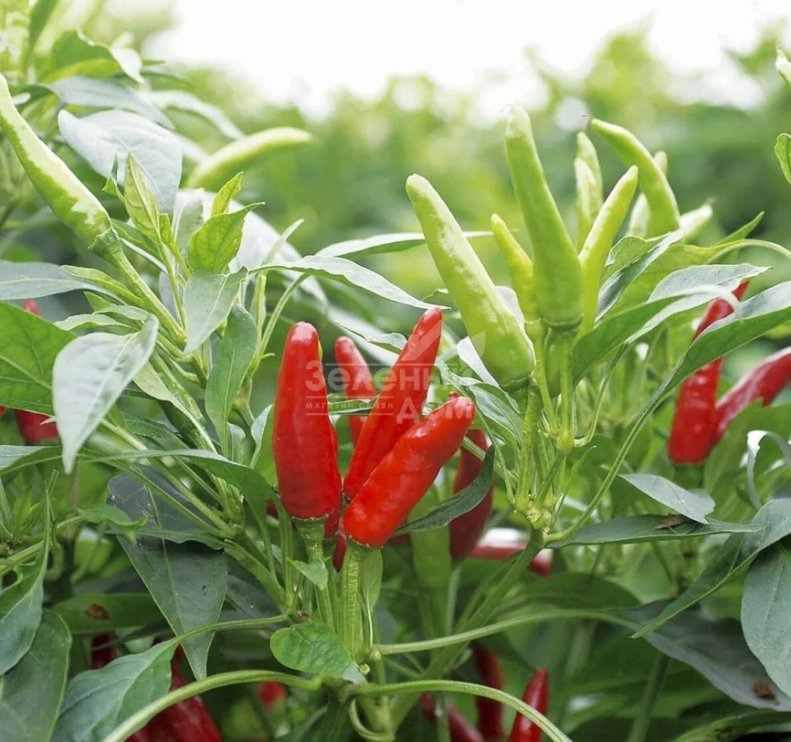 Хай Флай F1 / High Fly F1 фото 1