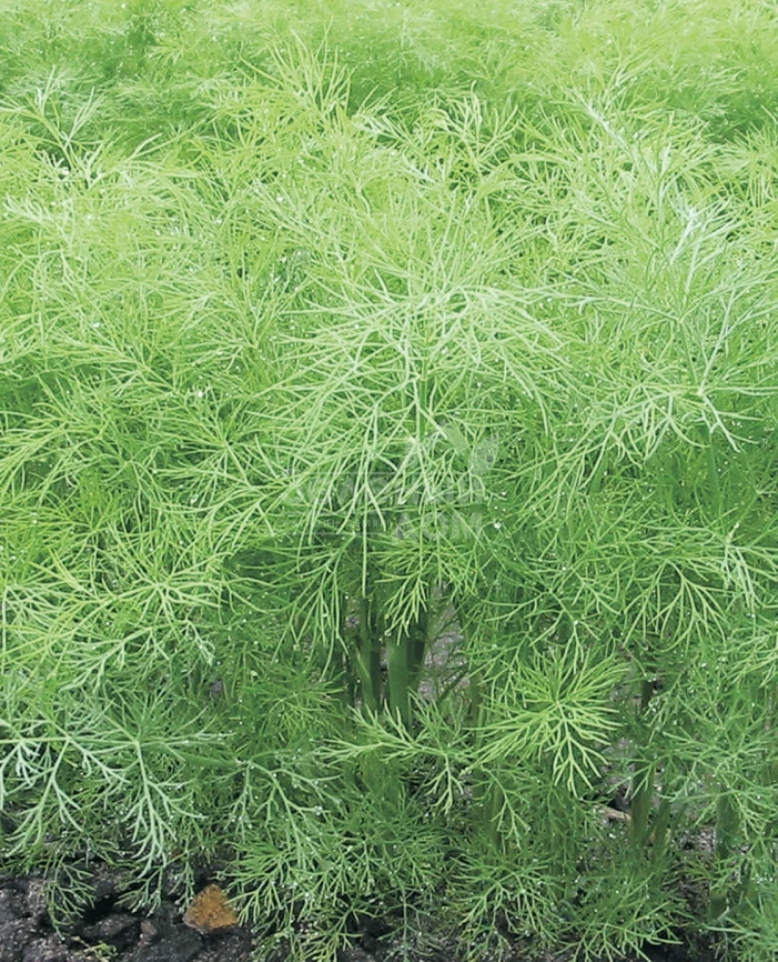 Грин Сливз / Green Sleeves фото 2