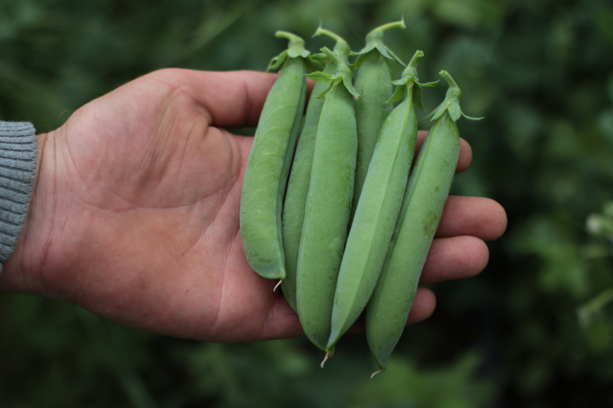 Роялсайз / Royalsayz фото 1