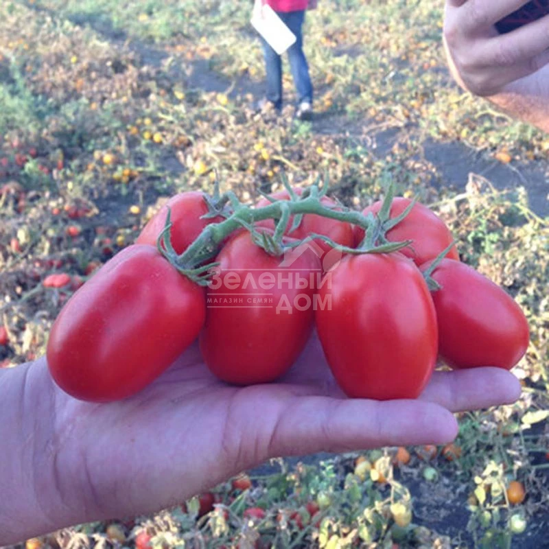 1785 F1 / 1785 F1, 112 дней фото 1