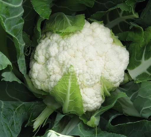 Авизо F1 / Aviso F1,70-75 дней фото 1