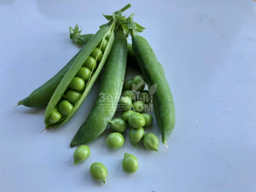 Кингсайз / Kingsize, 50-55 дней фото 1