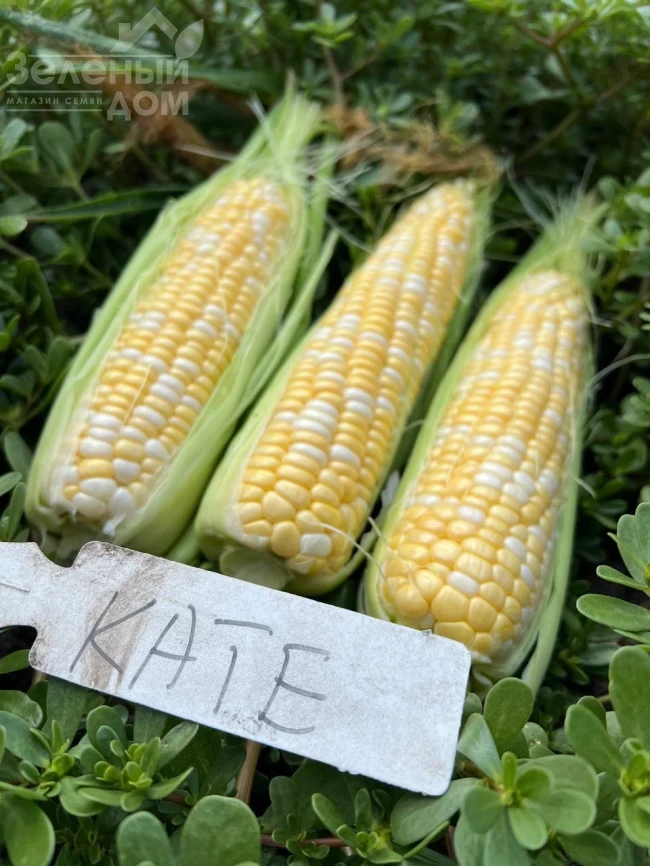 Кейт F1 / Kate F1, 76-77 дней фото 3