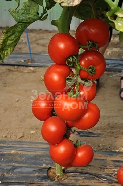 Чероки F1 / Cheroki F1,70 дней фото 1