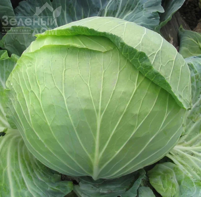 Украинская осень / Ukrainskaya osen фото 1