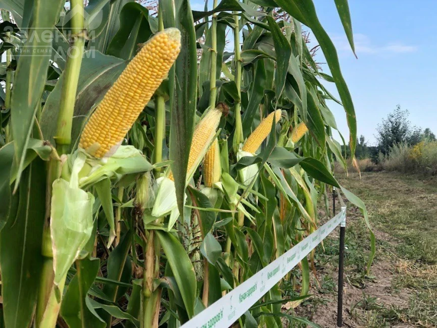 Санрайз F1 / Sanrayz F1, 78-80 дней фото 3