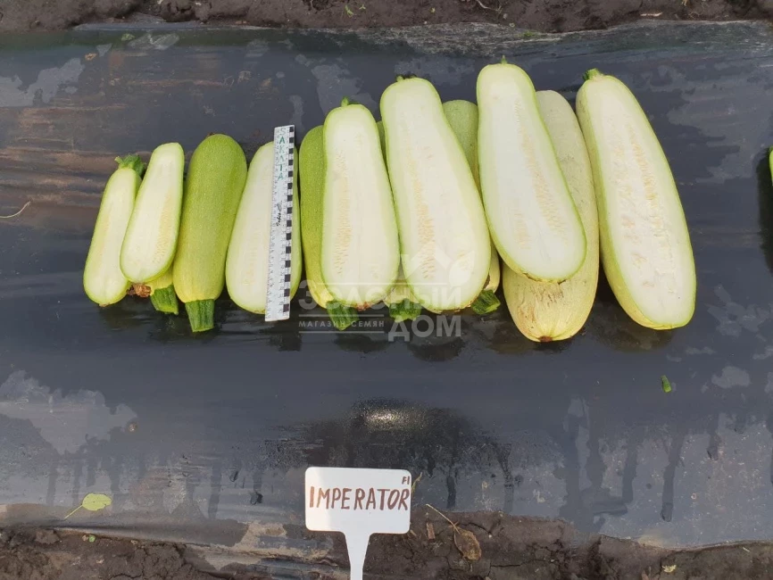 Император F1 / Imperator F1, 32-37 дней фото 4