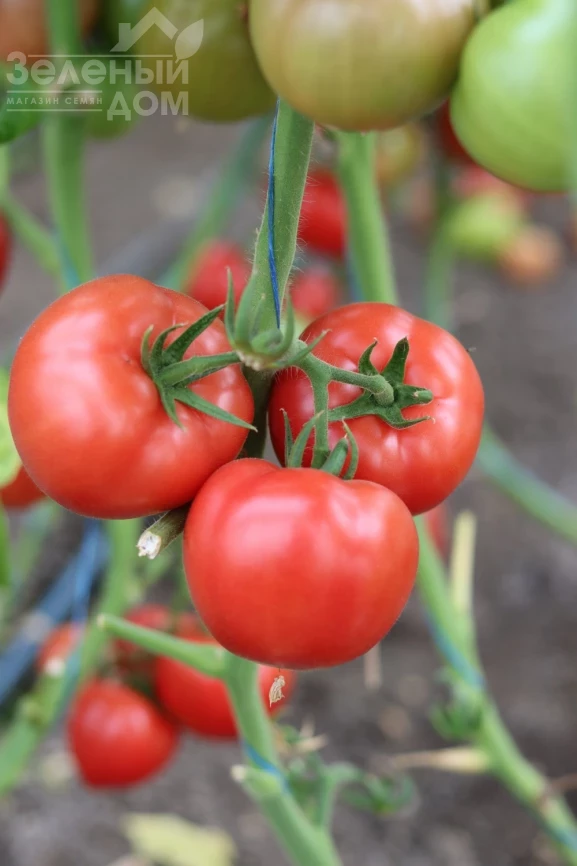 Розонет F1 / Rozonet F1 фото 2