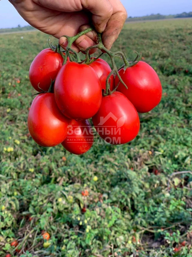 Пьетра Росса F1 / Petra Rossa F1,115 дней фото 2
