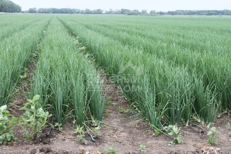 Титан F1 / Titan F1, 130-135 дней фото 2