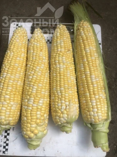 Экшен F1 / Action F1, 77 дней фото 2