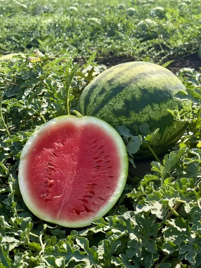 Соник F1 / Sonik F1,55–58 дней фото 1