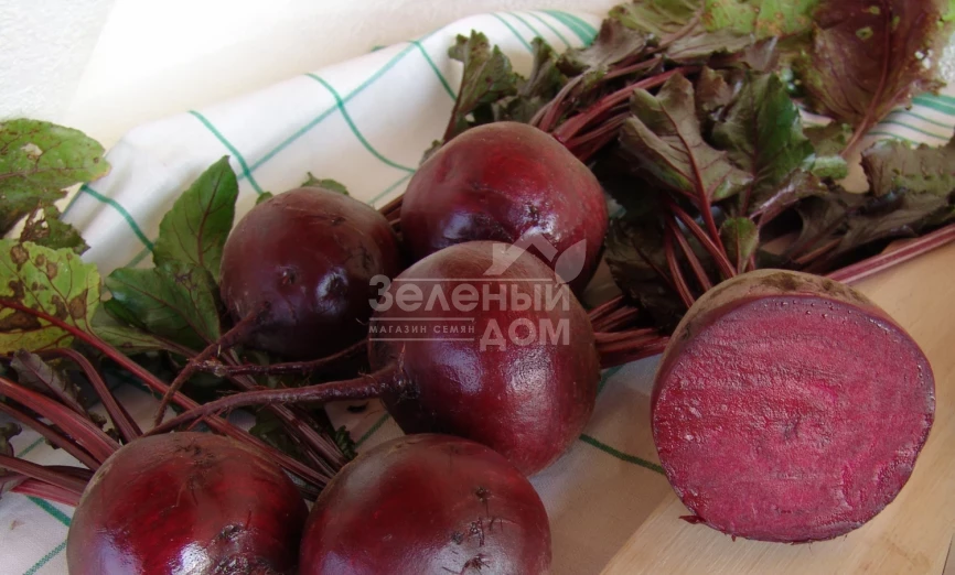 Моника / Monika,110-115 дней фото 1