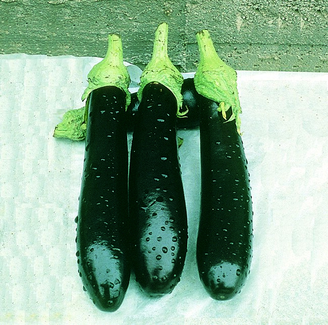 Валентина F1 / Valentina F1,80-85 днів фото 1