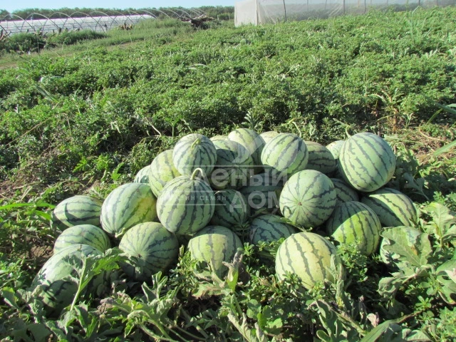 ЛС 1552 F1 / LS 1552 F1,70-75 дней фото 2