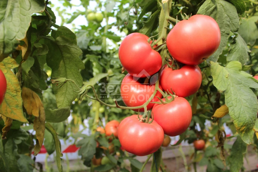 Перугино F1 / Perugino F1 фото 1