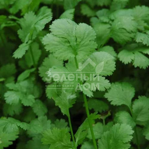 Санто F1 / Santo F1 фото 1