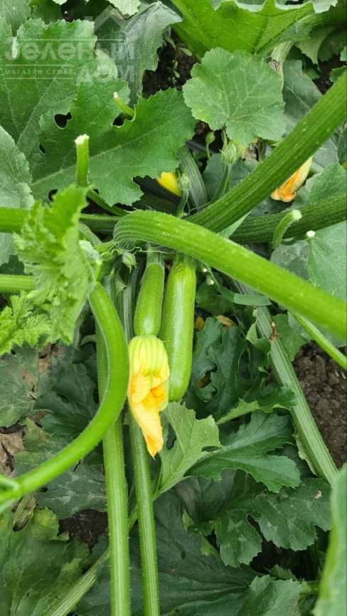 Мерлин (INX 10554) F1 / Merlin (INX 10554) F1 фото 2